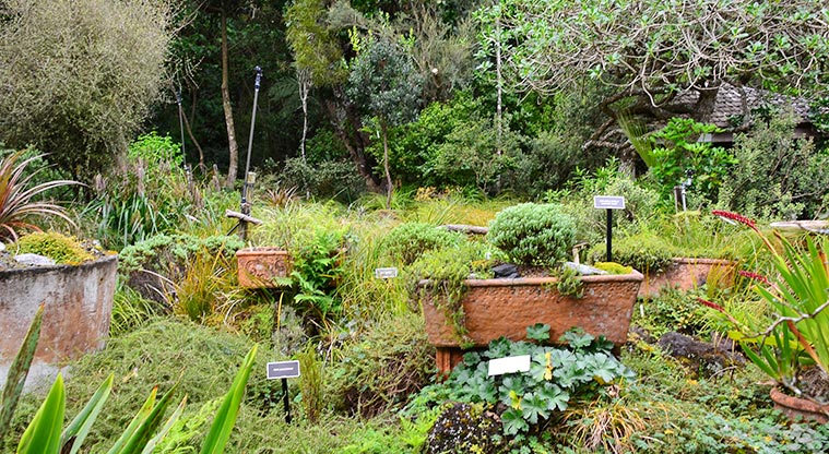 Fernglen Reserve - A section of garden. Photo credit: Aleksandar Ćirilović.