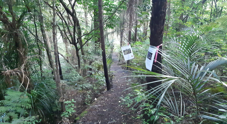 Fernglen Reserve - Section of path through the bush with signs on the trees.