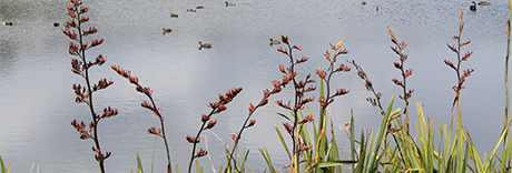 Ferry Road Stormwater Pond Reserve