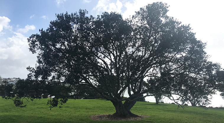 Fort Takapuna Reserve - Large tree in the reserve.