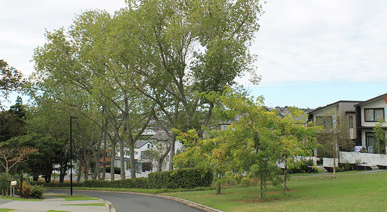 Galbraith Greens - Section of road and the reserve. Photo credit: M Loubser.