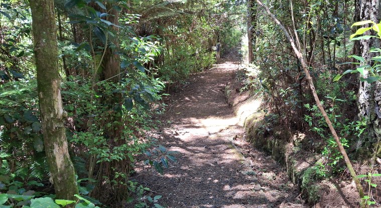 Gittos Domain - Section of track with trees on both sides.