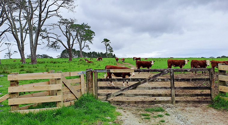 Green Road Park - One of the gates into the park with cows and trees in the background