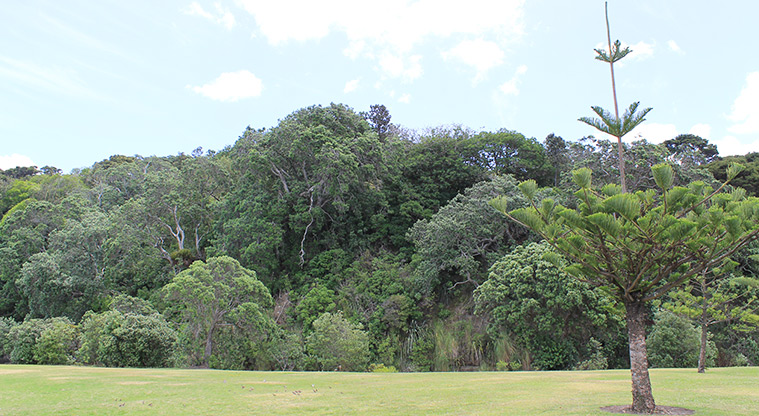 Gulf Harbour Marina Hammerhead Reserve - Open grassed area with trees. Photo credit: M Loubser.