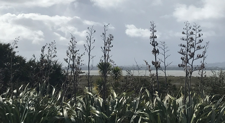 Harbourview - Orangihina Park - View across the harbour to Auckland city with tall flax in the foreground.