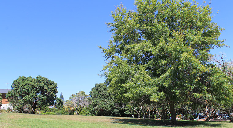 Hardley Reserve - Open grassed area with established trees. Photo credit: M Loubser.