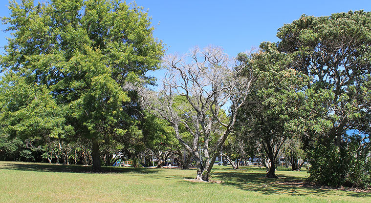 Hardley Reserve - Open grassed area with established trees. Photo credit: M Loubser.