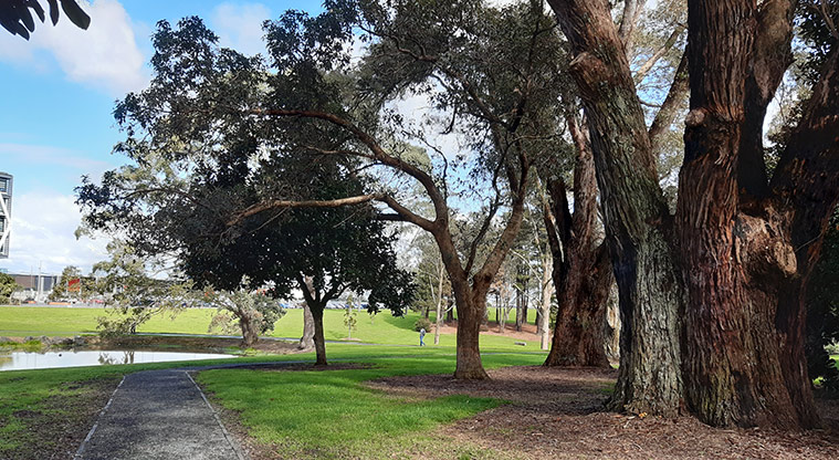 Manu-kau Noa Iho / Hayman Park - Path leading towards the lake with established trees on the right.