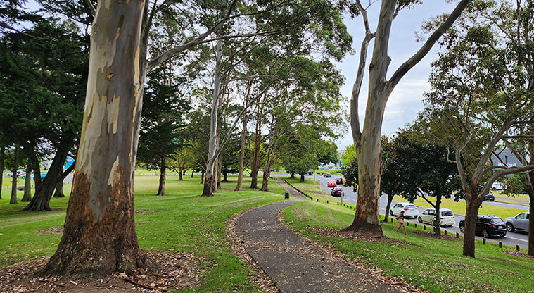 Manu-kau Noa Iho / Hayman Park - Section of path leading through the trees.