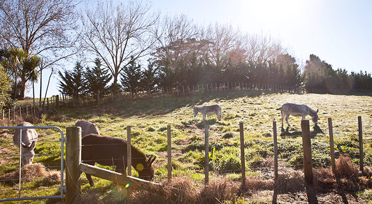 Higfield Garden Reserve - Donkeys grazing in a paddock. Photo credit: Jay Farnworth.