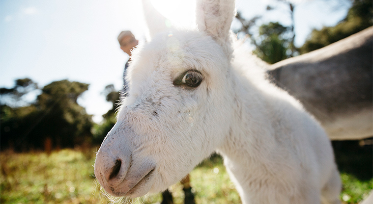 Higfield Garden Reserve - A donkey at the sanctuary. Photo credit: Jay Farnworth.