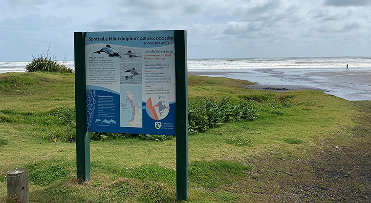 Karioitahi Reserve - Sign showing what to do if you spot a Māui dolphin with the beach in the background.