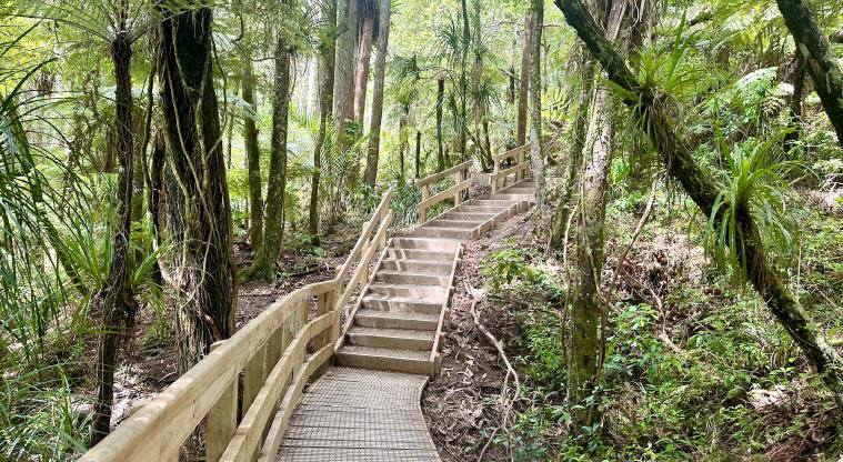 Kauri Glen Reserve - A section of the boardwalk and steps through the reserve.