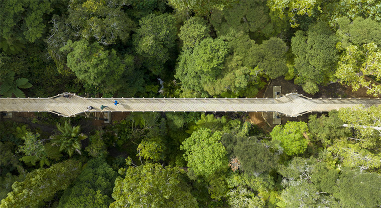 Kauri Glen Reserve - The 60m treetop boardwalk surrounded by mature kauri and tānekaha.
