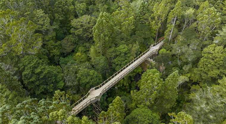 Kauri Glen Reserve - The 60m treetop boardwalk surrounded by mature kauri and tānekaha.