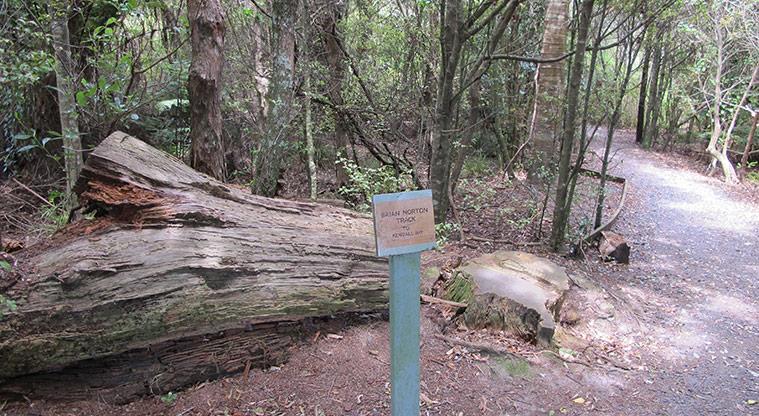 Kauri Point Centennial Park - Section of the path with a sign to Briar Norton Track and a large fallen log.