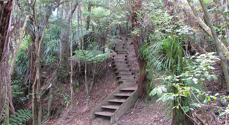 Kauri Point Centennial Park - A section of steps leading up through the bush.