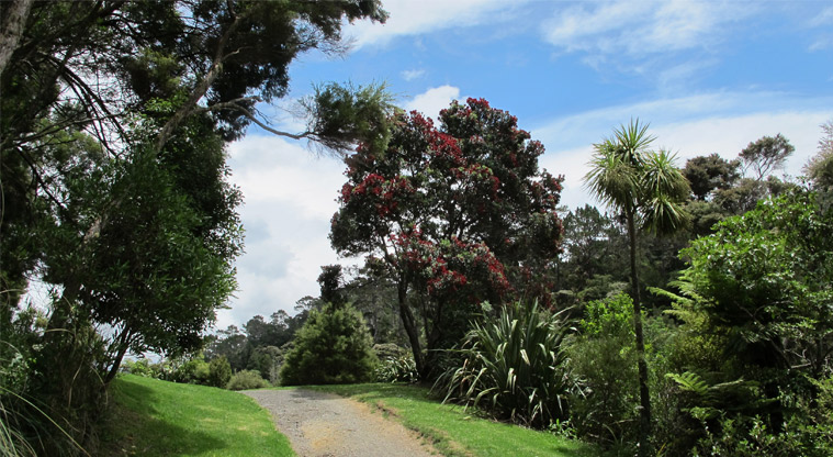 Kauri Point Domain - Section of gravel path with established trees and bush on both sides.