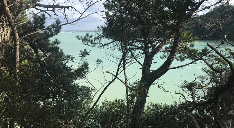 Kauri Point Domain - Looking through large trees and down to the bay.