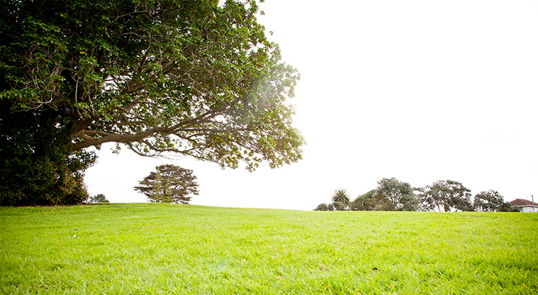 Te Pua / Keith Park - Grass area with mature trees. Photo credit: Luke Harvey.