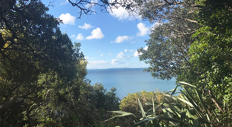Kennedy Park - Looking out through the trees to Rangitoto Island.