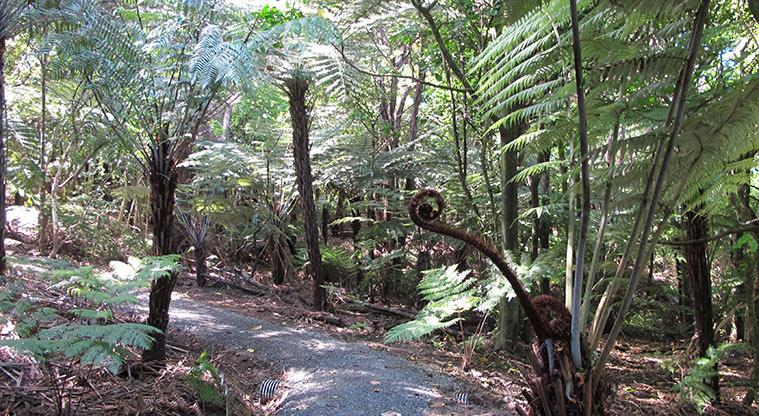 Kepa Bush Reserve - Section of gravel path with ponga growing along the edge.