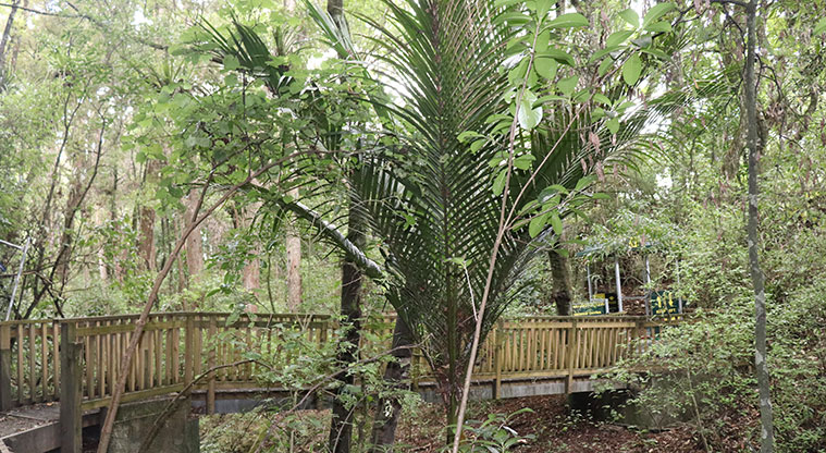 Kōwhai Park - One of several bridges crossing the tributary to the Mahurangi River.