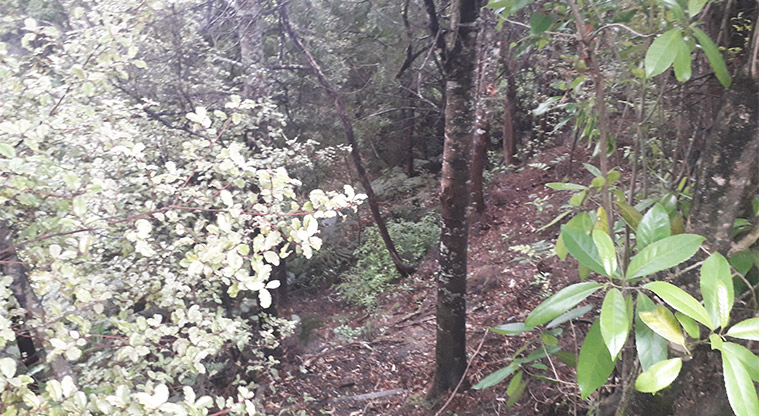 Lady Phoenix Reserve - Section of bush.