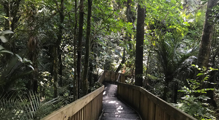 Wai Manawa / Le Roys Bush Reserve - Section of steep wooden stairs leading down through the bush.