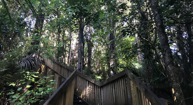 Wai Manawa / Le Roys Bush Reserve - Section of steep wooden stairs leading up through the bush.