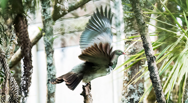 Wai Manawa / Le Roys Bush Reserve - A natural habitat for native wildlife, such as this kererū (wood pigeon). Photo credit: © Michel Perrin Photography