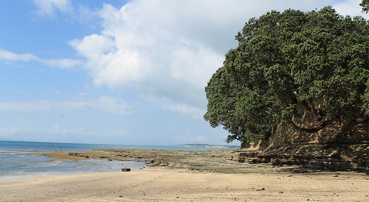 Little Manly Beach Reserve - Section of the beach. Photo credit: M Loubser.