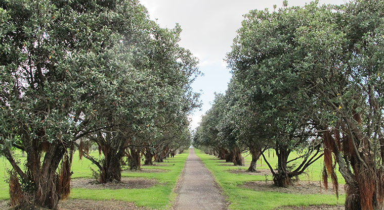 Lloyd Elsmore Park - Long section of path running down between rows of established trees.
