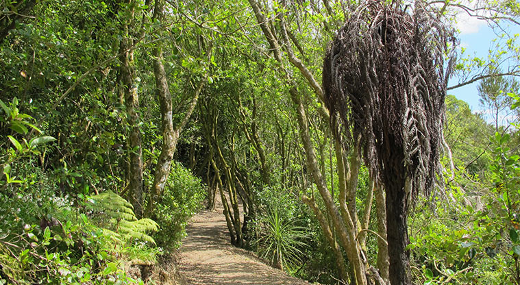 Macleans Park - Section of path through the bush.