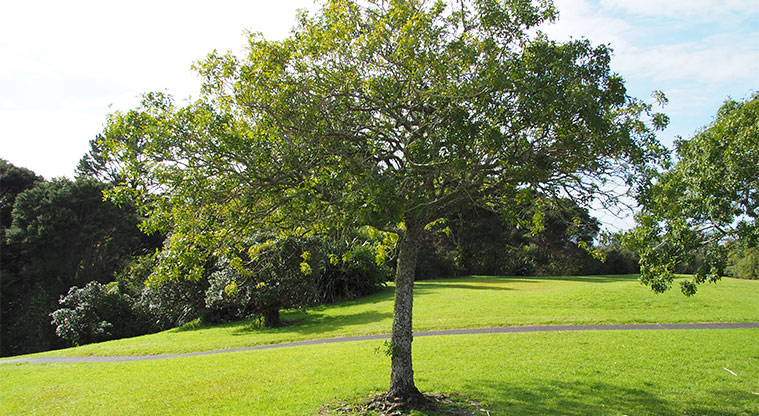 Mānutewhau / Manutewhau Reserve - Open grassed area with trees and a path running across the middle. Photo credit: Tracey Hodder.