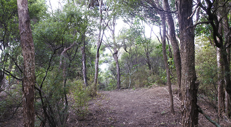 McKenzie Reserve - Section of bush in the reserve.