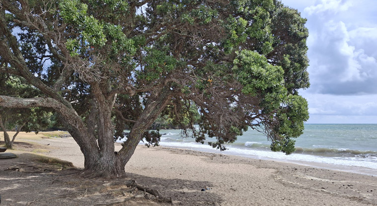 Milford Reserve – A large pōhutukawa tree at Milford Beach. Photo credit: J McKellar