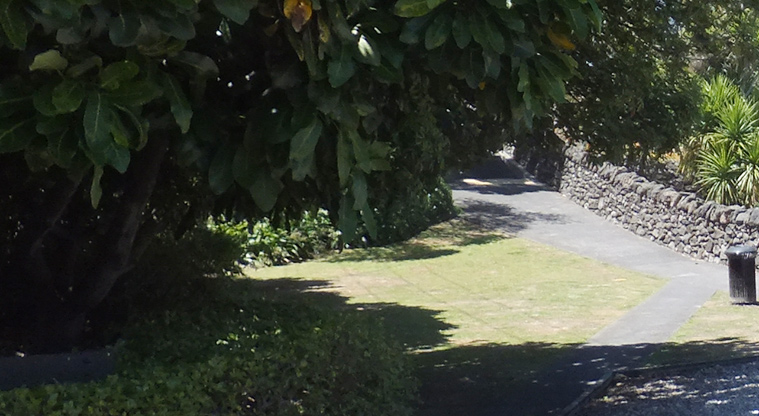 Monkey Hill - Trees and section of the paths leading up the rise to George Street entrance. Photo credit: J Grigg.