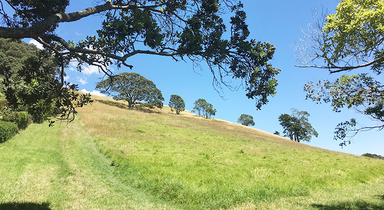 Ōhinerau / Mount Hobson - Looking up a section of the maunga with some trees in the background.