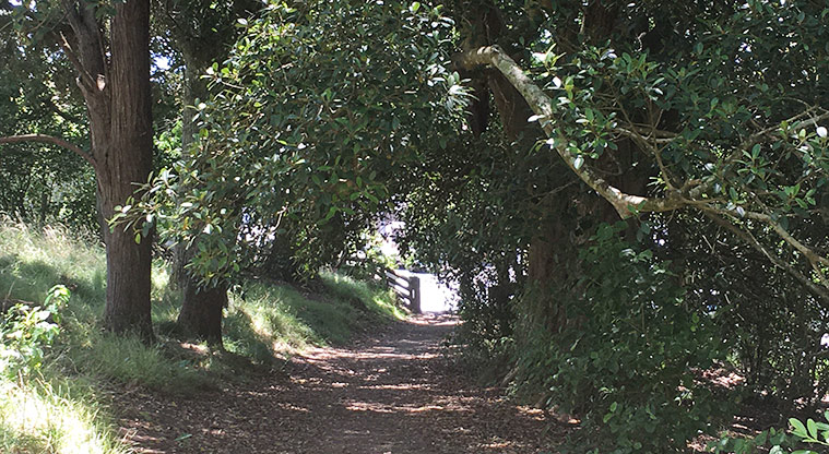 Ōhinerau / Mount Hobson - Looking down the hill at a section of gravel path leading down to one of the entrances.