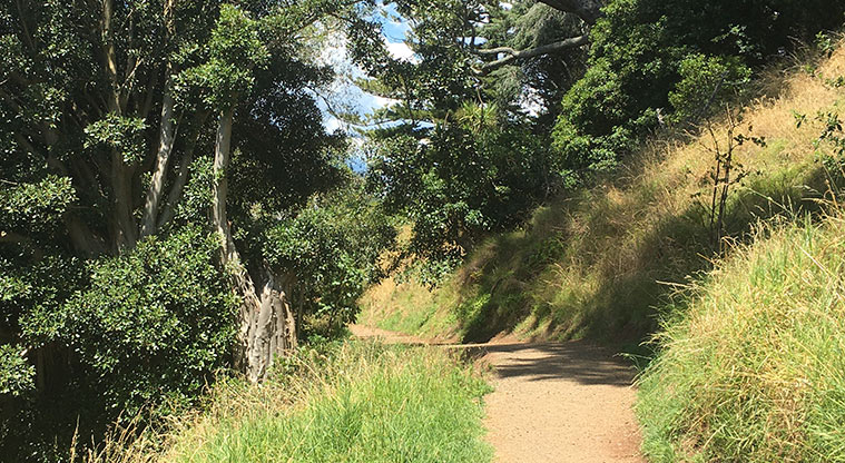 Ōhinerau / Mount Hobson - Section of path around the side of the maunga with large trees in the background.