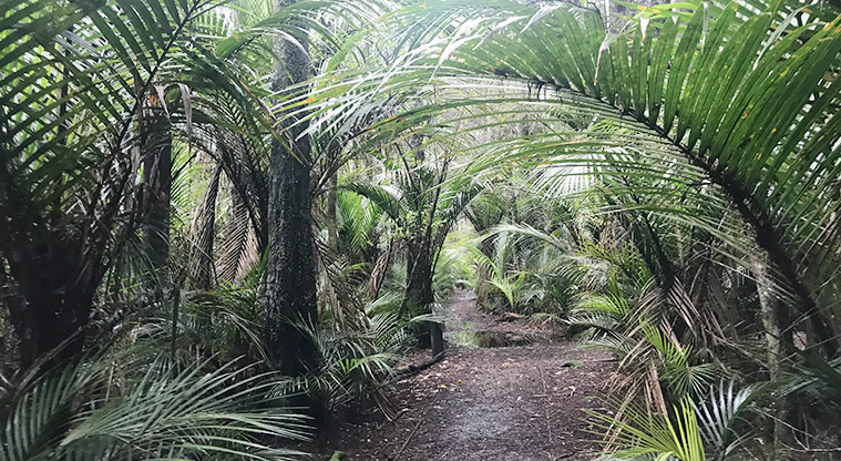 Murphys Bush Reserve - Section of track through the bush.