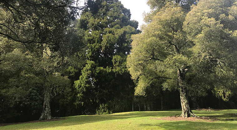 Murphys Bush Reserve - Open grassed area with established trees in the background.