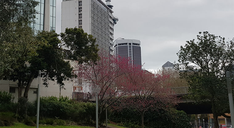 Myers Park - Central Auckland end of the park.
