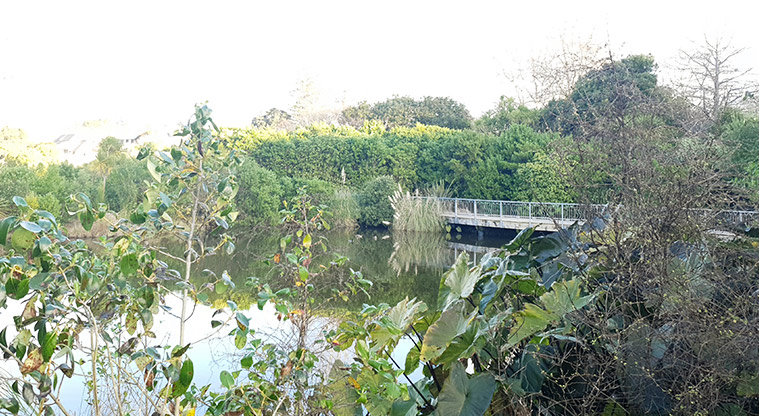 Newmarket Park - Part of the lake with the boardwalk in the background.