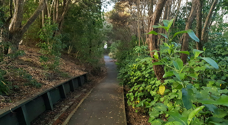 Newmarket Park - Section of the path through the bush.
