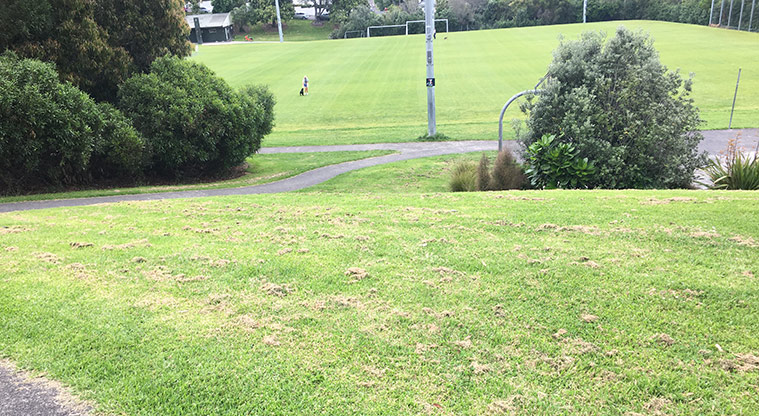 Nixon Park - Path from Bond Street down to the sports fields. Photo credit: S Hulse.