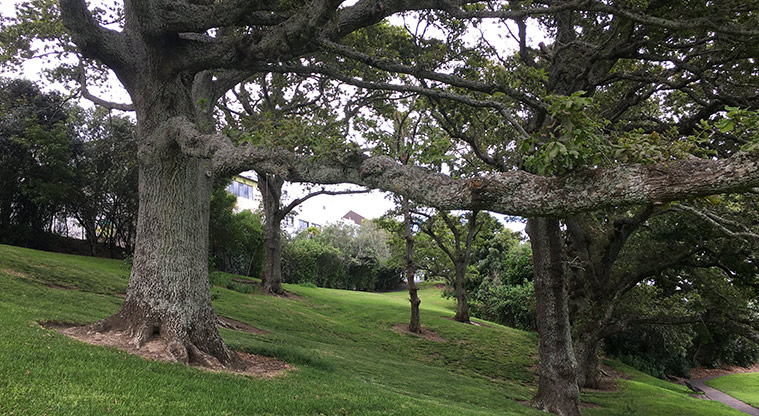 Nixon Park - Lovely old trees on the hillside. Photo credit: S Hulse.