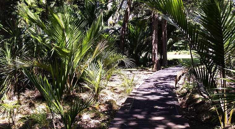 Okiwi Park - Section of boardwalk through the bush.