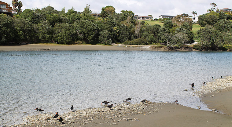 Ōrewa Estuary - Oystercatchers on the edge of the estuary. Photo credit: M Loubser.